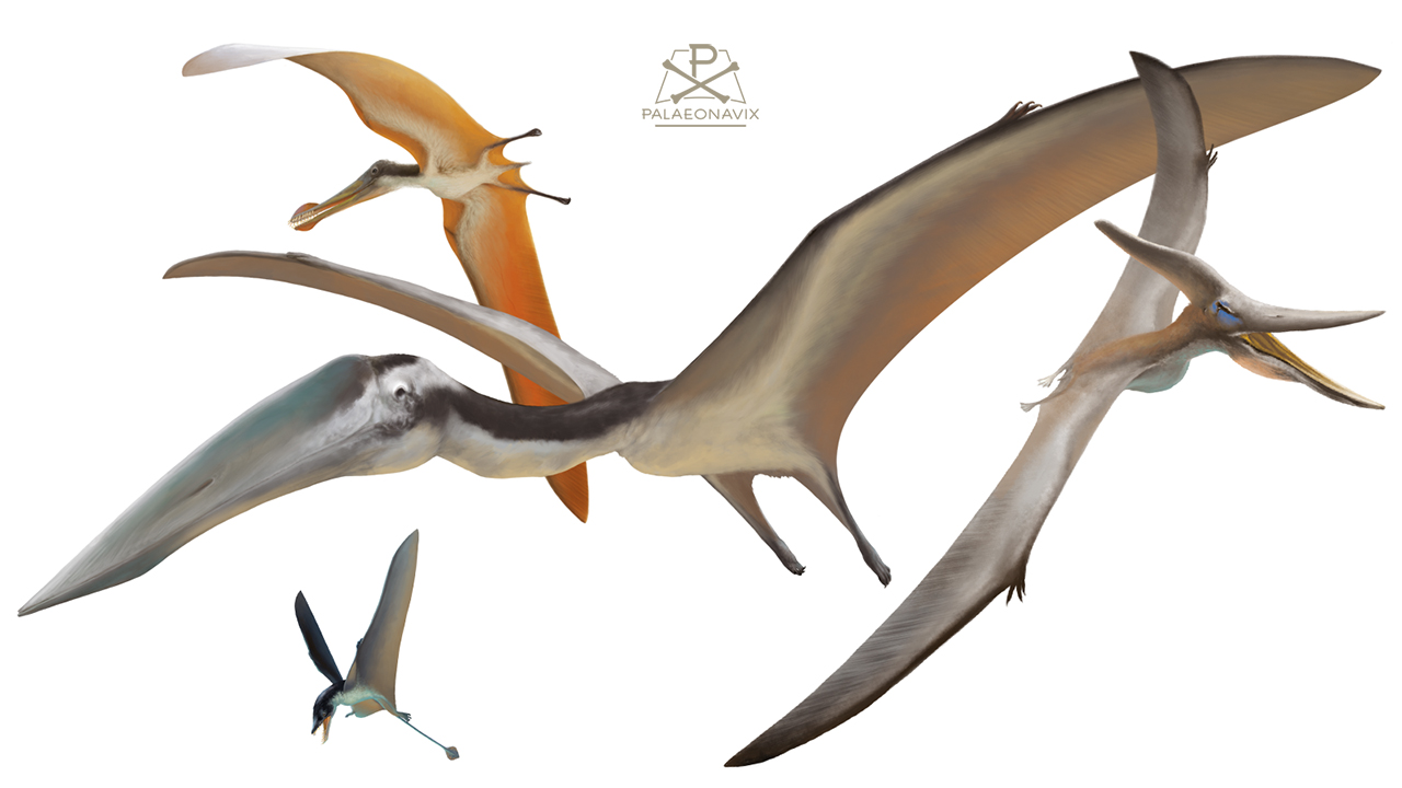 Hatzegopteryx Santanadactylus Pteranodon Rhamphorhynchus