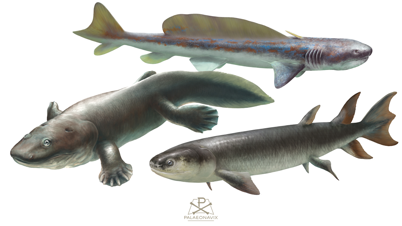 Palaeozoic fishes Orthacanthus Eusthenopteron Ichthyostega