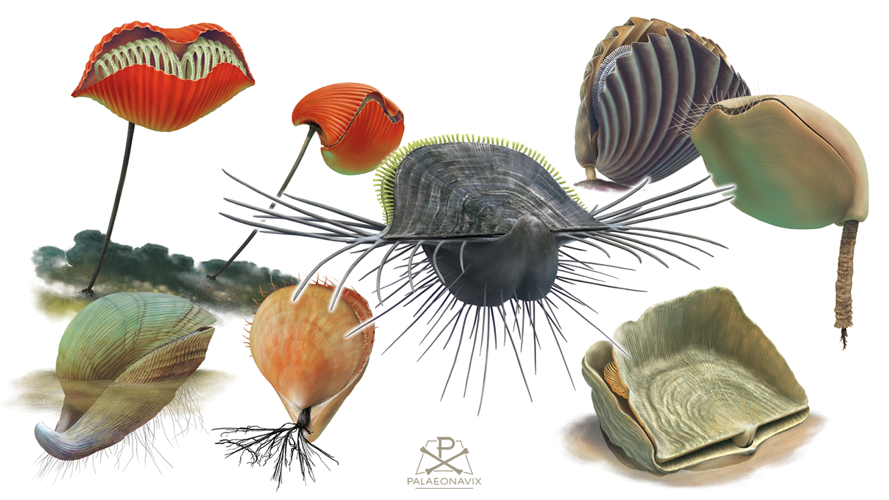 fossil brachiopod reconstructions Rhynchonelliformes