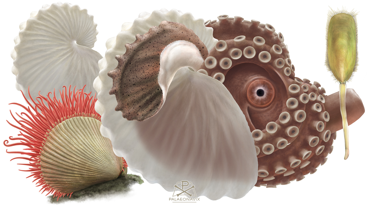 Argonauta invertebrates illustration marine life