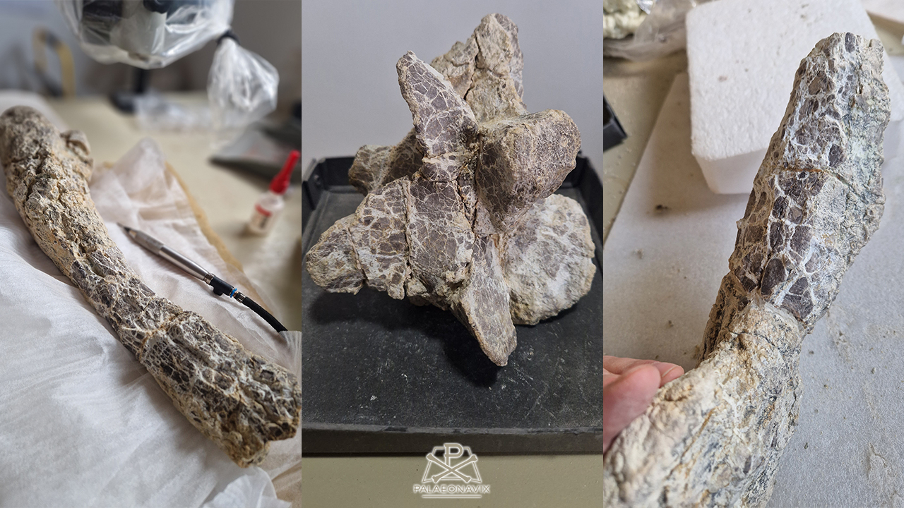 dinosaur bone preparation Ronja Sonnenschein