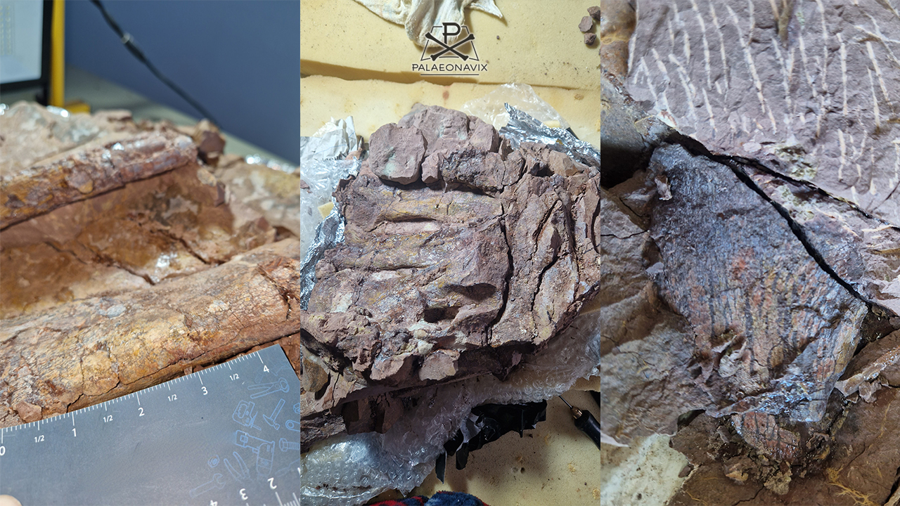 Triassic bone preparation Ronja Sonnenschein