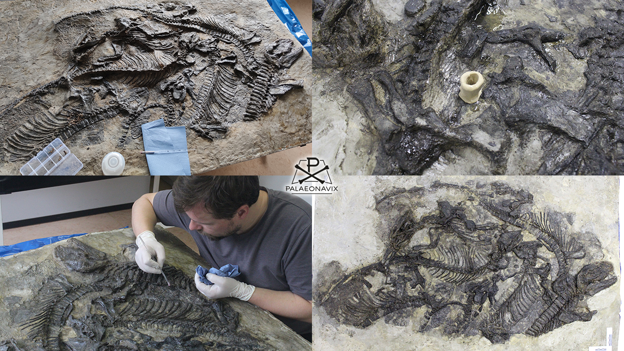 Pantelosaurus Freital slab pelycosaur restoration Spindler