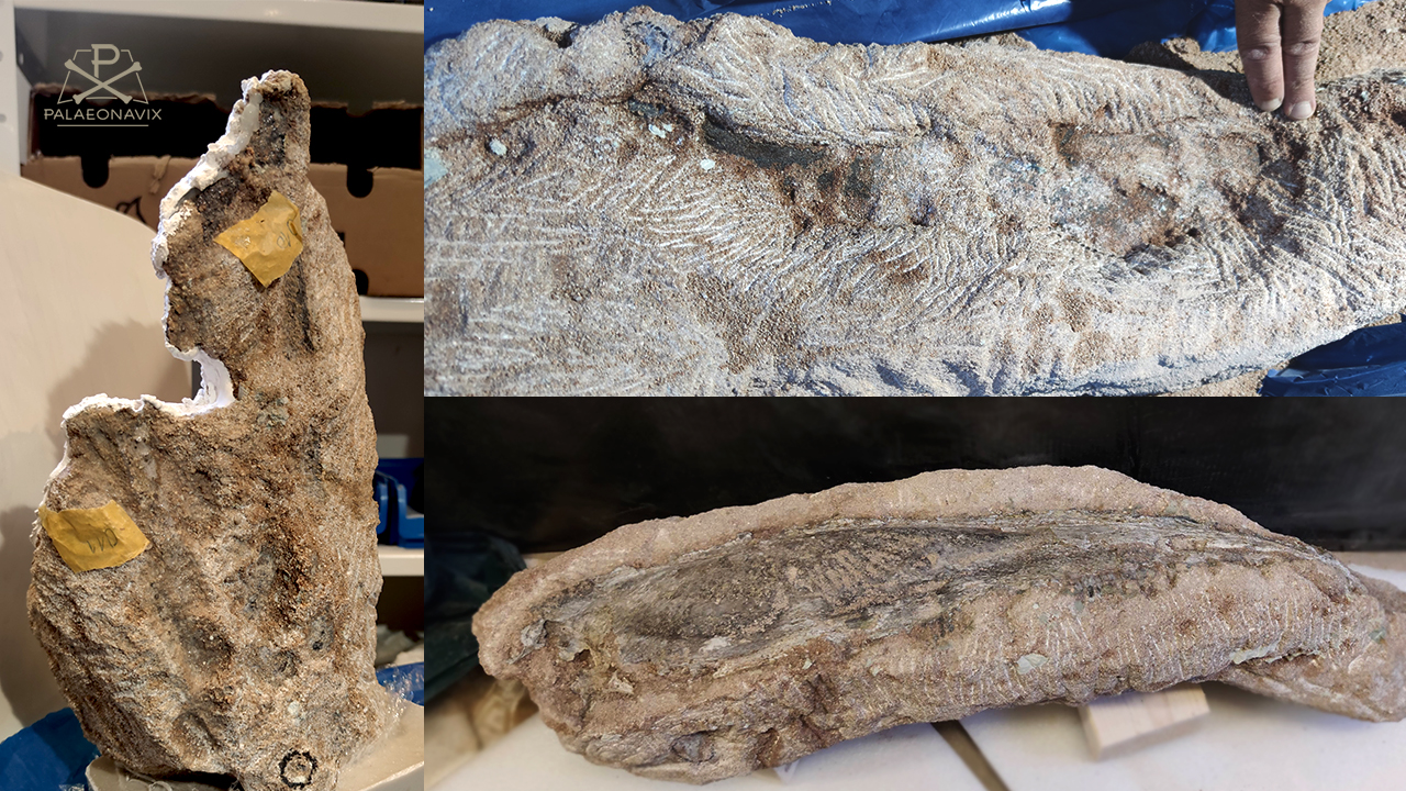 Cyclotosaurus amphibian Triassic fossil preparation Spindler