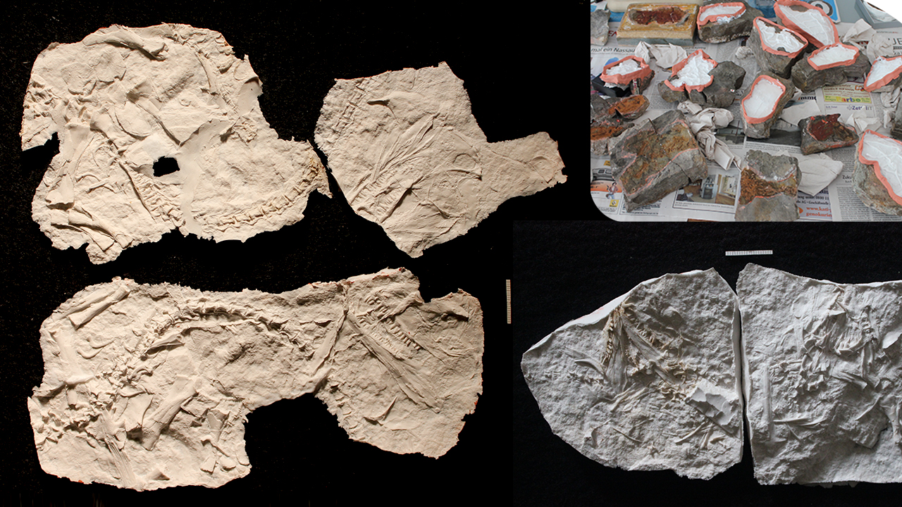 Palaeohatteria silicone peels Spindler pelycosaur babys